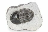 Bargain, Paralejurus Trilobite Fossil - Ofaten, Morocco #341191-3